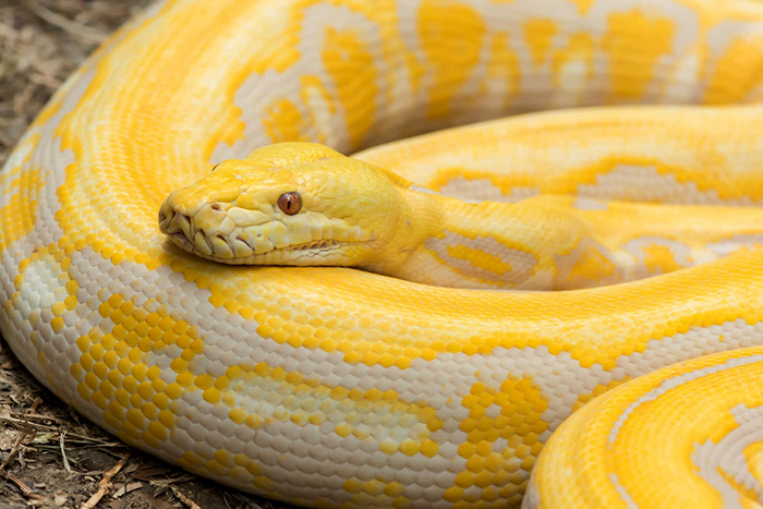 Yellow-Python