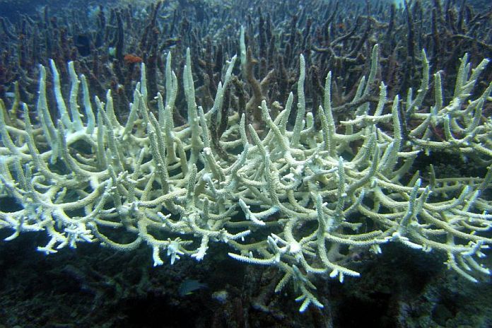 coral_bleaching