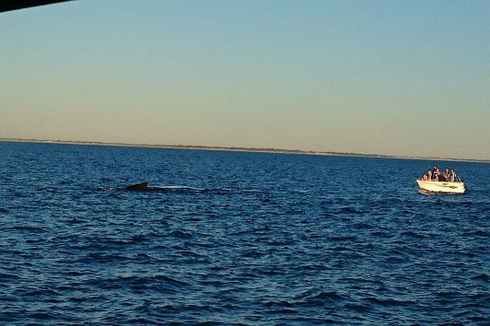 boat_whale