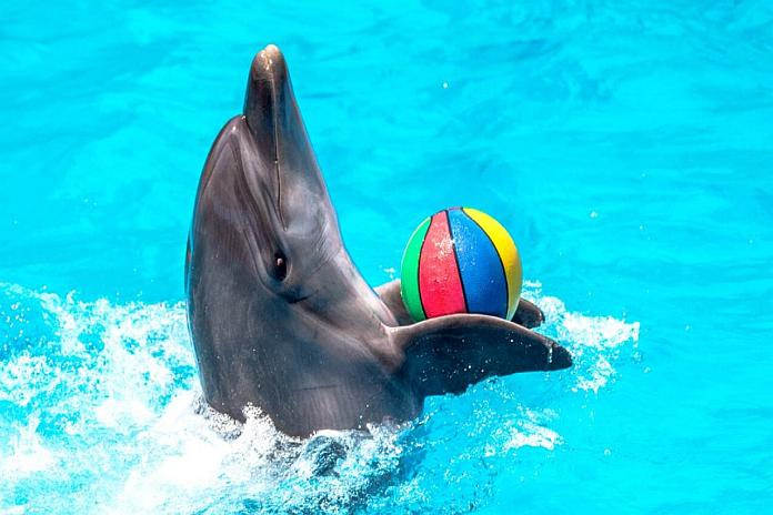 dolphins.jpg1