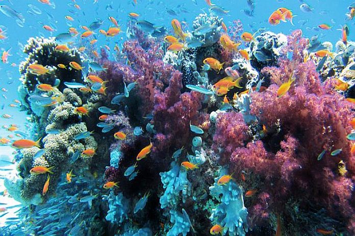 underwater