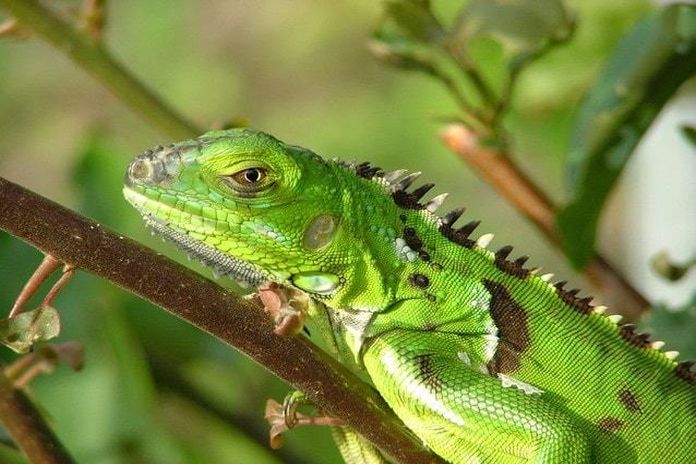 young_iguana