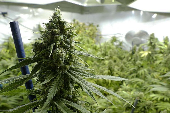 cad_cannabis