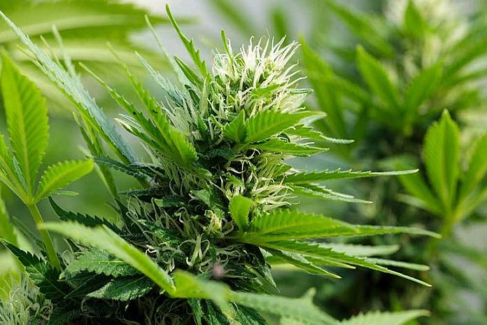 cannabis_bds