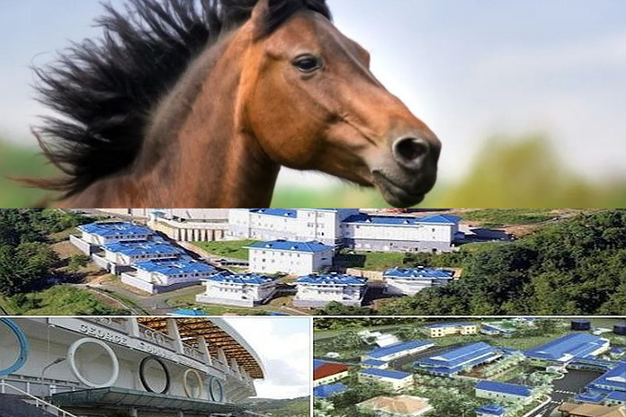 horse_hospital