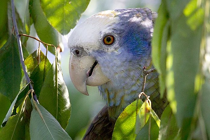 svg parrot