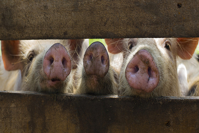 swine