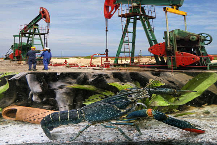 cuba_oil_shrimp