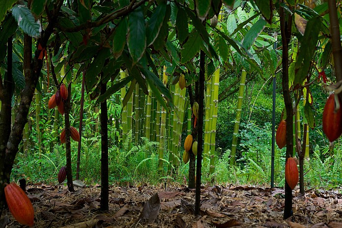 Cocoa Farm BG