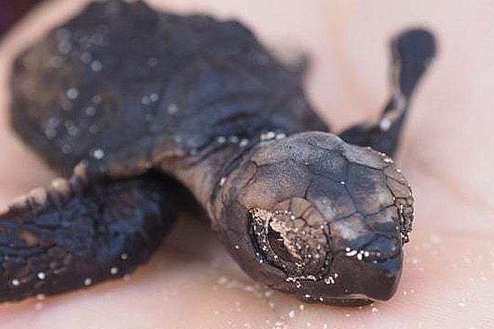Hawksbill-turtle-hatchling