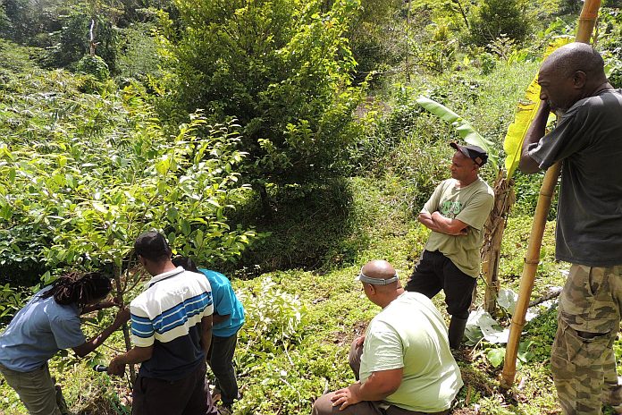 Nutmeg Tree Grafting