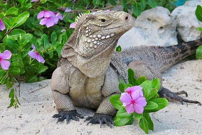 Sister-Islands-Rock-Iguana