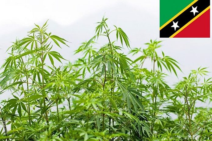 cannabis_stkitts