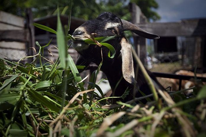jamaican _ goat