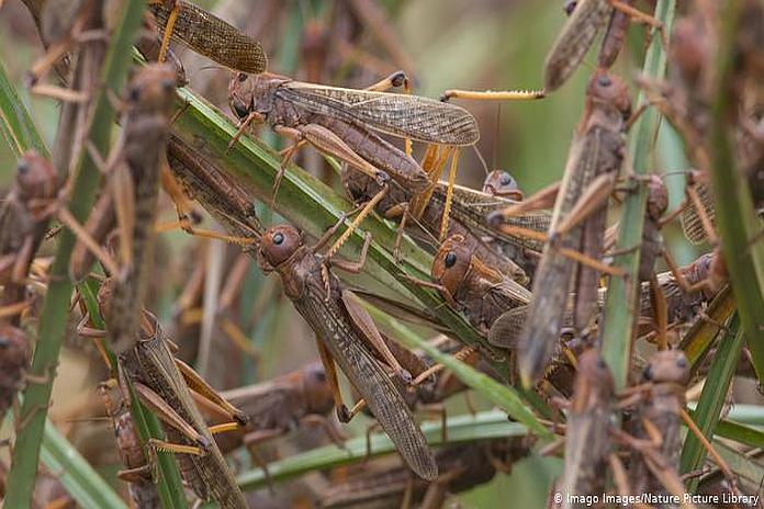 locusts