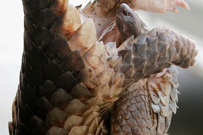 pangolins