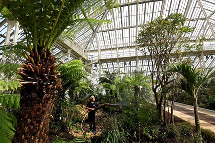 plants