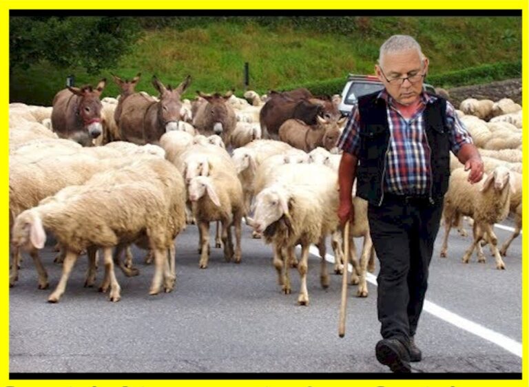 Allen_sheep1