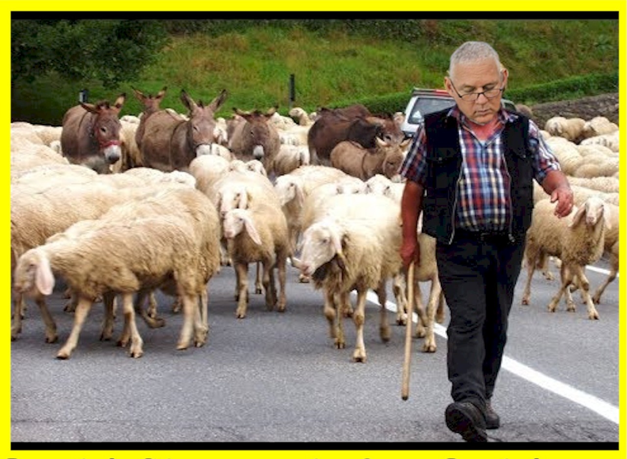 Allen_sheep1