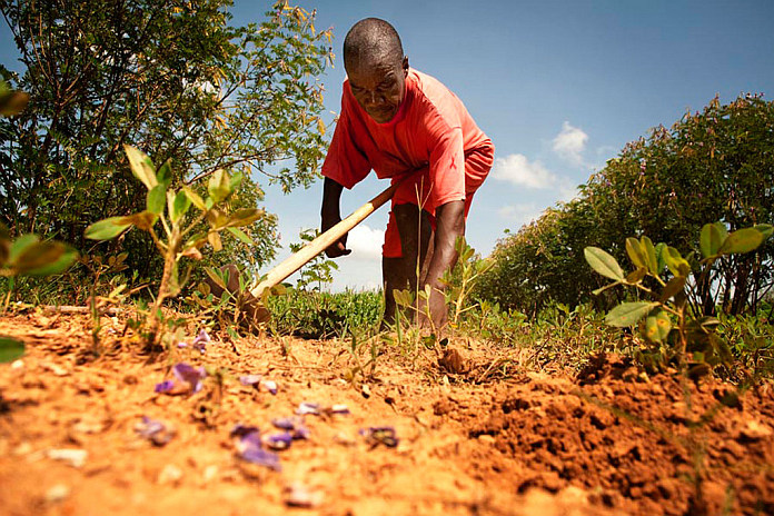 farmer-crops