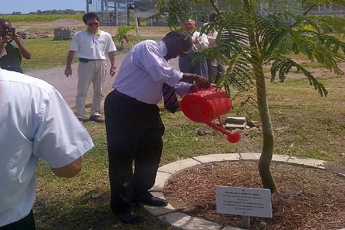 planting tree