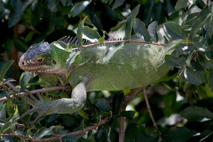 Iguana_delicatissima_in_Coulibistrie