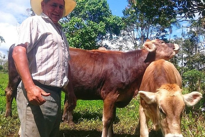 ecudor_cattle