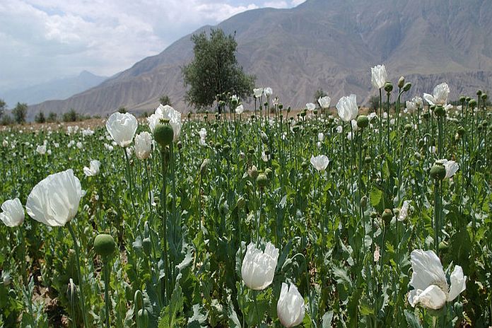 unodc_poppy