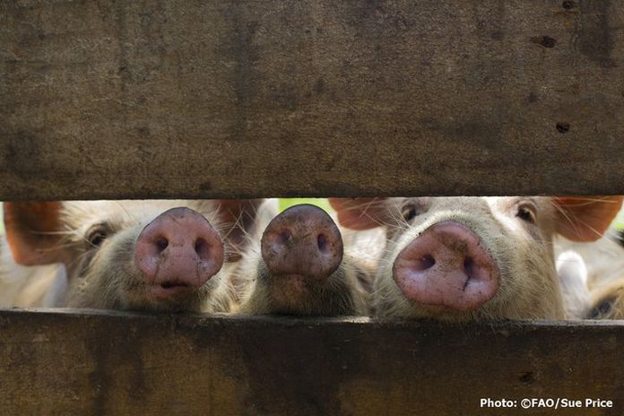 swine_fever