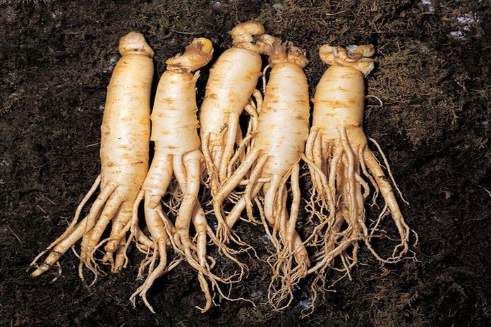 Ginseng