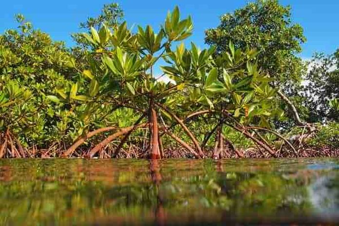 mangroves_cayman