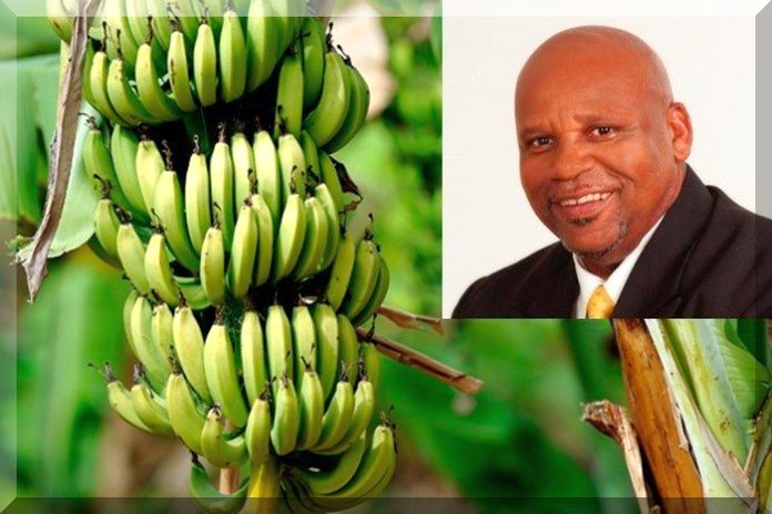 banana_joseph1