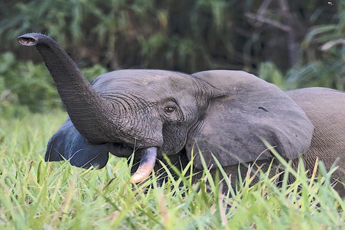 elephant