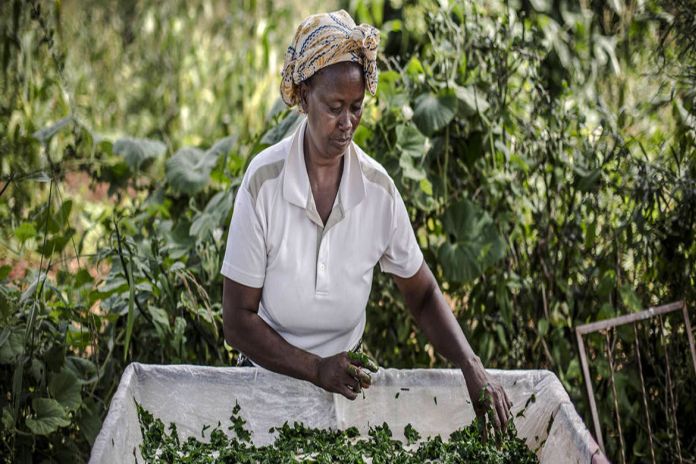 kenya_farmer