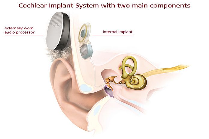 Ear anatomy