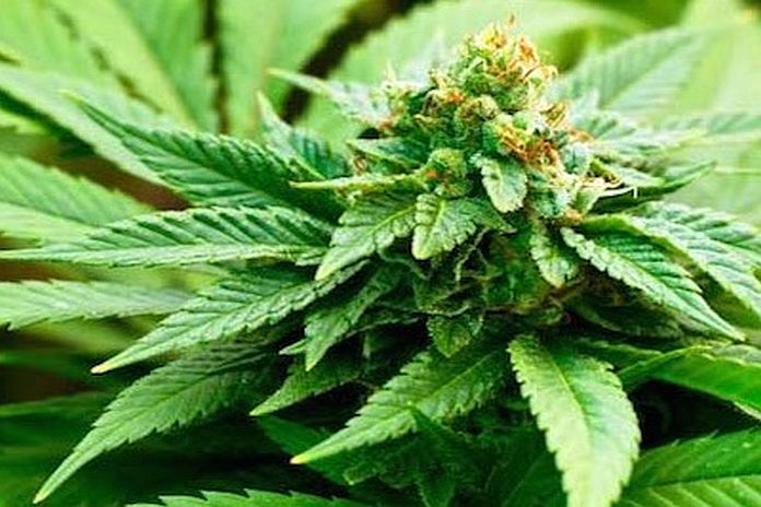 hemp_bahamas
