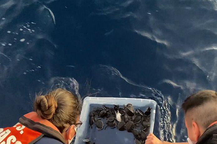 sea_ turtles