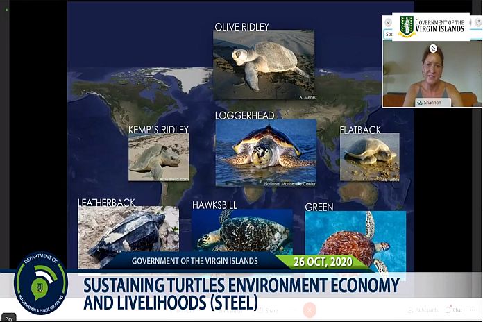 sea_turtle