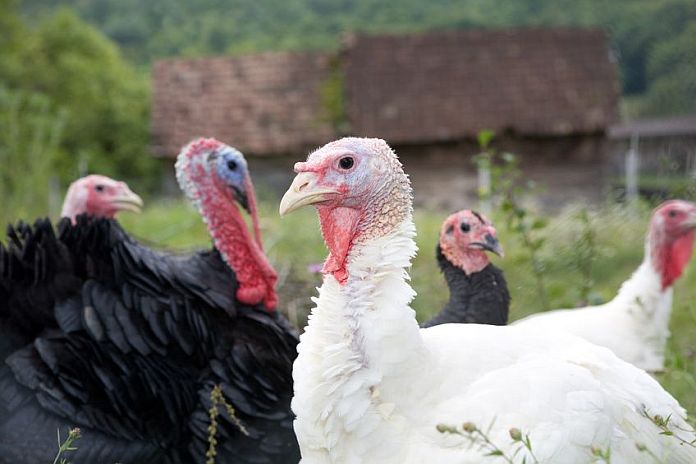 turkey