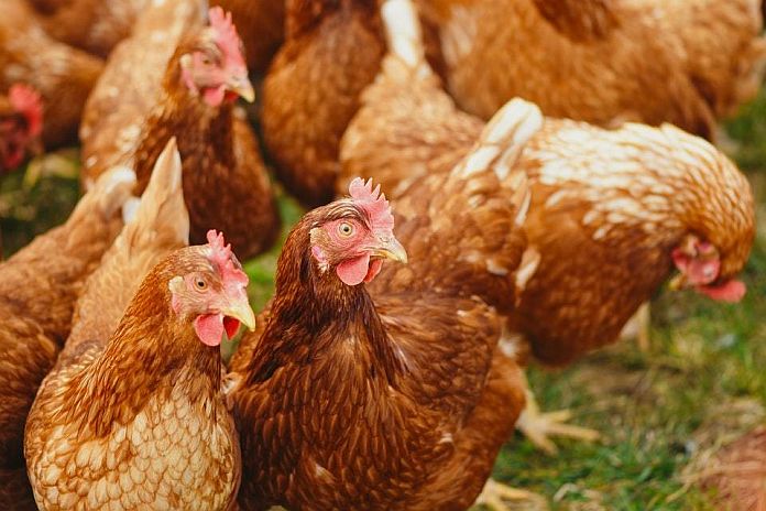 uk_bird flu