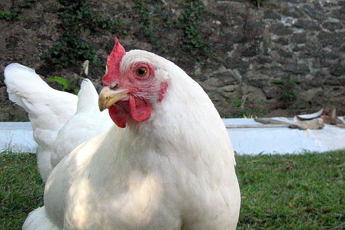 Rhode_Island_White_hen