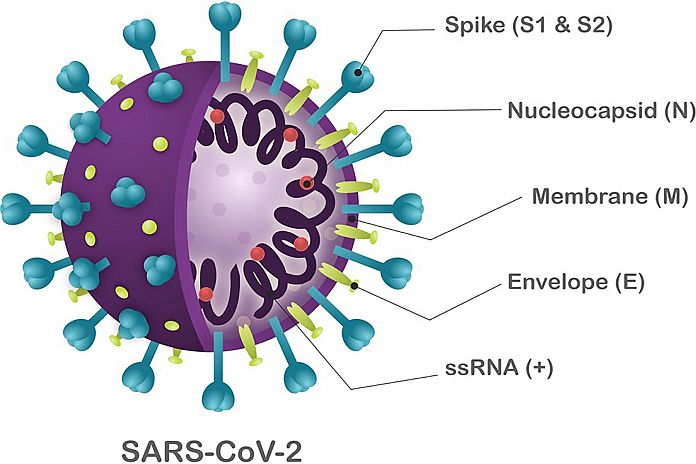 sars_cov2
