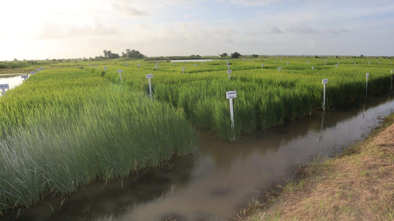 guyana_bio_rice