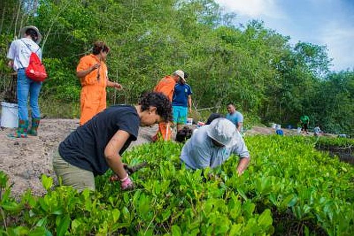 mangrove _caroni swamp