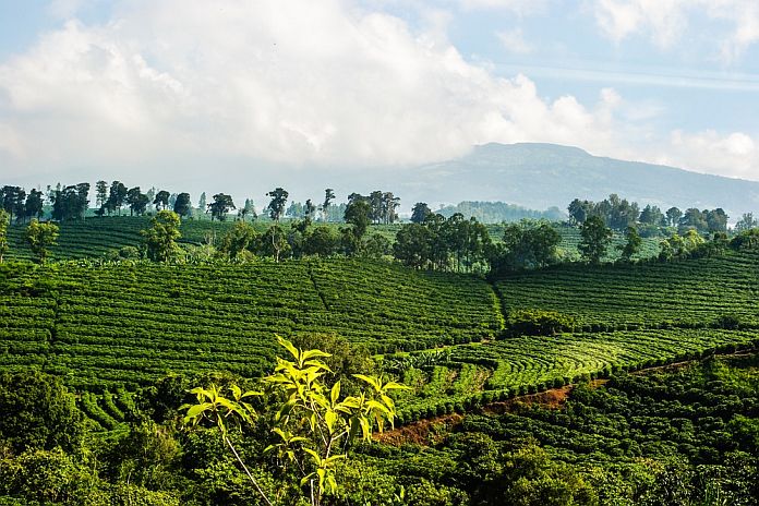 organic_agri