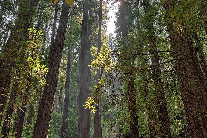 tree_huggers