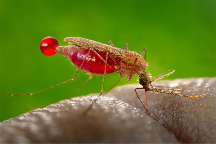 anopheles_gambiae