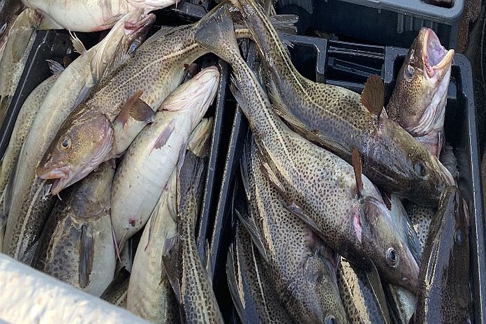 cod-fish1