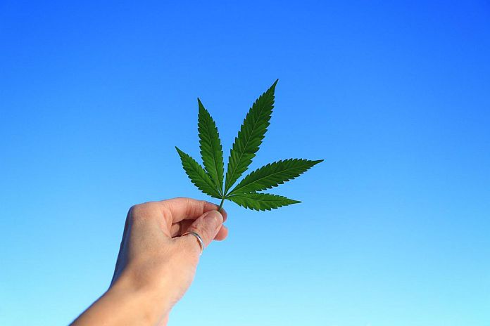 lendica_cannabis