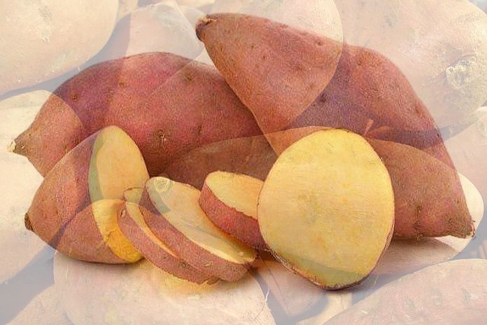 sweet_potato